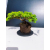 Żywe Drzewko Bonsai Jałowiec Rozesłany Procumbens 11-letni +GRATIS 448