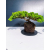 Żywe Drzewko Bonsai Jałowiec Rozesłany Procumbens 11-letni +GRATIS 448