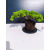 Żywe Drzewko Bonsai Jałowiec Rozesłany Procumbens 11-letni +GRATIS 448