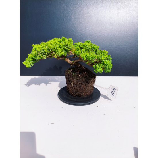 Żywe Drzewko Bonsai Jałowiec Rozesłany Procumbens 11-letni +GRATIS 448