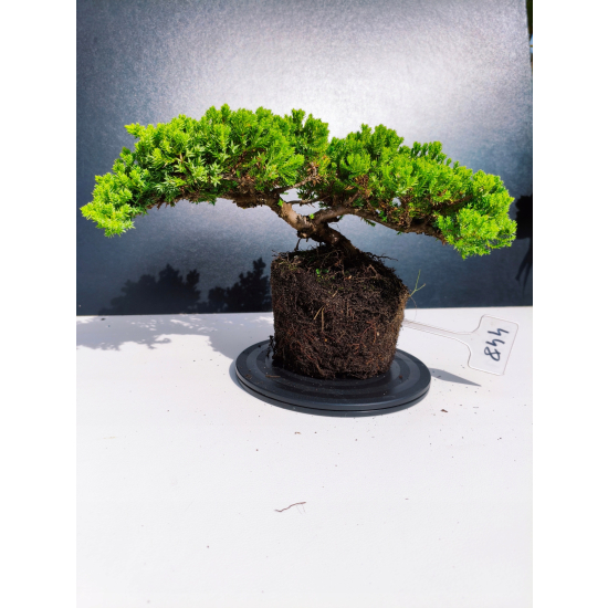 Żywe Drzewko Bonsai Jałowiec Rozesłany Procumbens 11-letni +GRATIS 448