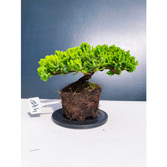 Żywe Drzewko Bonsai Jałowiec Rozesłany Procumbens 11-letni +GRATIS 448