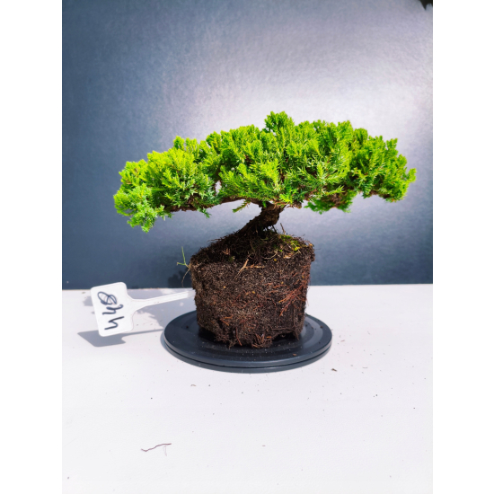 Żywe Drzewko Bonsai Jałowiec Rozesłany Procumbens 11-letni +GRATIS 448