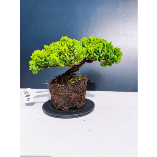 Żywe Drzewko Bonsai Jałowiec Rozesłany Procumbens 11-letni +GRATIS 448