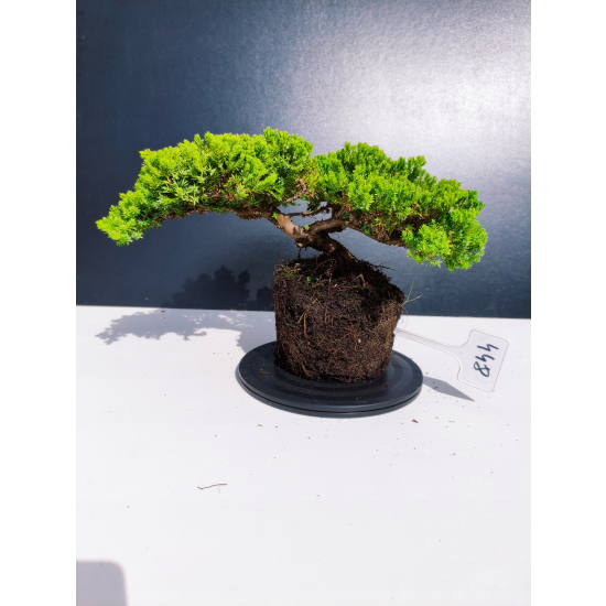 Żywe Drzewko Bonsai Jałowiec Rozesłany Procumbens 11-letni +GRATIS 448