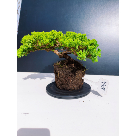 Żywe Drzewko Bonsai Jałowiec Rozesłany Procumbens 11-letni +GRATIS 448