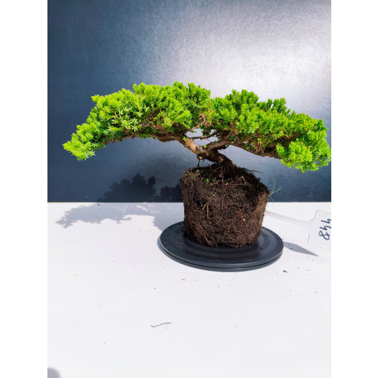 Żywe Drzewko Bonsai Jałowiec Rozesłany Procumbens 11-letni +GRATIS 448