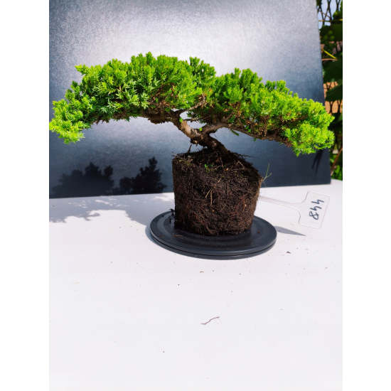 Żywe Drzewko Bonsai Jałowiec Rozesłany Procumbens 11-letni +GRATIS 448