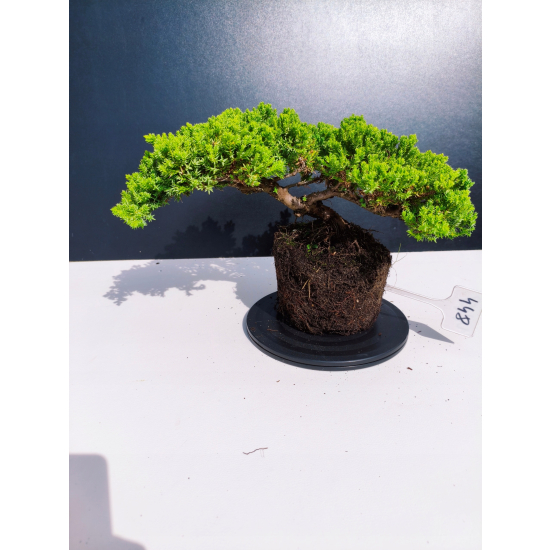 Żywe Drzewko Bonsai Jałowiec Rozesłany Procumbens 11-letni +GRATIS 448