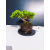 Żywe Drzewko Bonsai Jałowiec Rozesłany Procumbens 11-letni +GRATIS 426