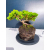 Żywe Drzewko Bonsai Jałowiec Rozesłany Procumbens 11-letni +GRATIS 426