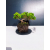 Żywe Drzewko Bonsai Jałowiec Rozesłany Procumbens 11-letni +GRATIS 426