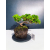 Żywe Drzewko Bonsai Jałowiec Rozesłany Procumbens 11-letni +GRATIS 426