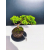 Żywe Drzewko Bonsai Jałowiec Rozesłany Procumbens 11-letni +GRATIS 426