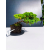 Żywe Drzewko Bonsai Jałowiec Rozesłany Procumbens 11-letni +GRATIS 426