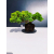 Żywe Drzewko Bonsai Jałowiec Rozesłany Procumbens 11-letni +GRATIS 426