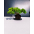 Żywe Drzewko Bonsai Jałowiec Rozesłany Procumbens 11-letni +GRATIS 426