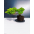 Żywe Drzewko Bonsai Jałowiec Rozesłany Procumbens 11-letni +GRATIS 426