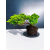 Żywe Drzewko Bonsai Jałowiec Rozesłany Procumbens 11-letni +GRATIS 426