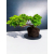 Żywe Drzewko Bonsai Jałowiec Rozesłany Procumbens 11-letni +GRATIS 426