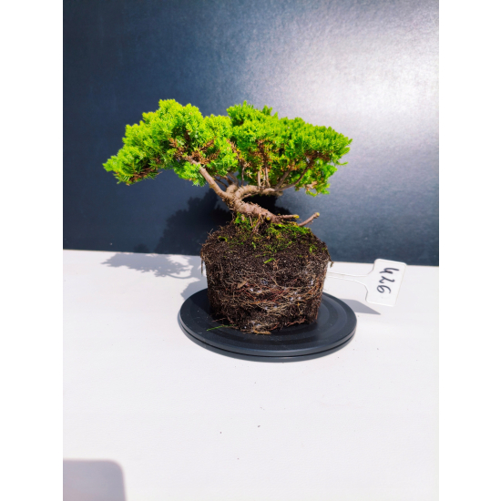 Żywe Drzewko Bonsai Jałowiec Rozesłany Procumbens 11-letni +GRATIS 426