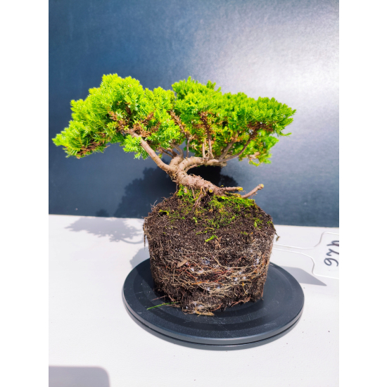 Żywe Drzewko Bonsai Jałowiec Rozesłany Procumbens 11-letni +GRATIS 426