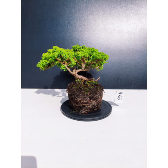 Żywe Drzewko Bonsai Jałowiec Rozesłany Procumbens 11-letni +GRATIS 426