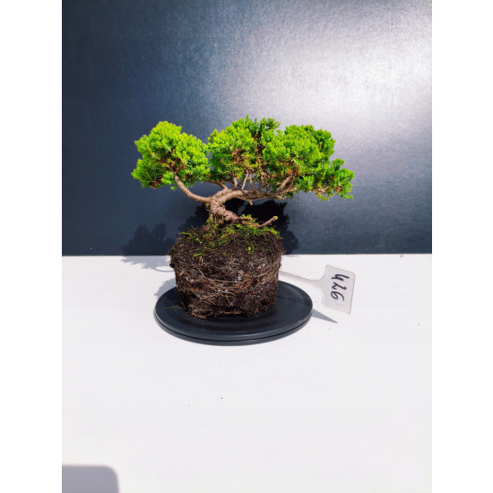 Żywe Drzewko Bonsai Jałowiec Rozesłany Procumbens 11-letni +GRATIS 426