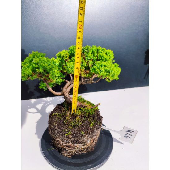 Żywe Drzewko Bonsai Jałowiec Rozesłany Procumbens 11-letni +GRATIS 426