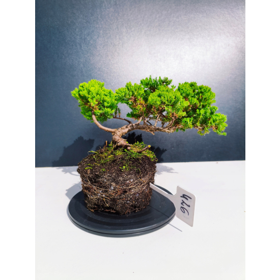 Żywe Drzewko Bonsai Jałowiec Rozesłany Procumbens 11-letni +GRATIS 426