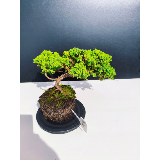Żywe Drzewko Bonsai Jałowiec Rozesłany Procumbens 11-letni +GRATIS 426