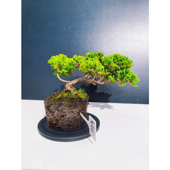 Żywe Drzewko Bonsai Jałowiec Rozesłany Procumbens 11-letni +GRATIS 426