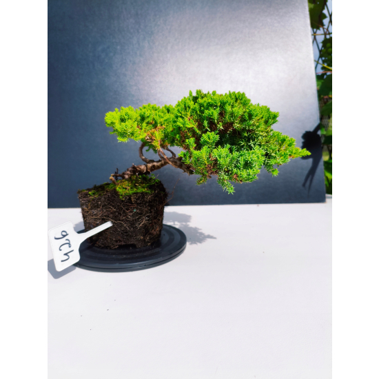 Żywe Drzewko Bonsai Jałowiec Rozesłany Procumbens 11-letni +GRATIS 426