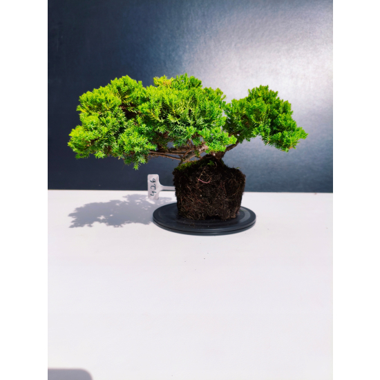 Żywe Drzewko Bonsai Jałowiec Rozesłany Procumbens 11-letni +GRATIS 426
