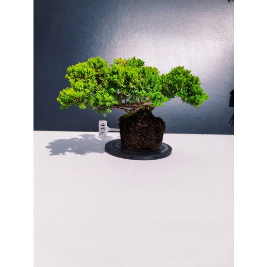 Żywe Drzewko Bonsai Jałowiec Rozesłany Procumbens 11-letni +GRATIS 426