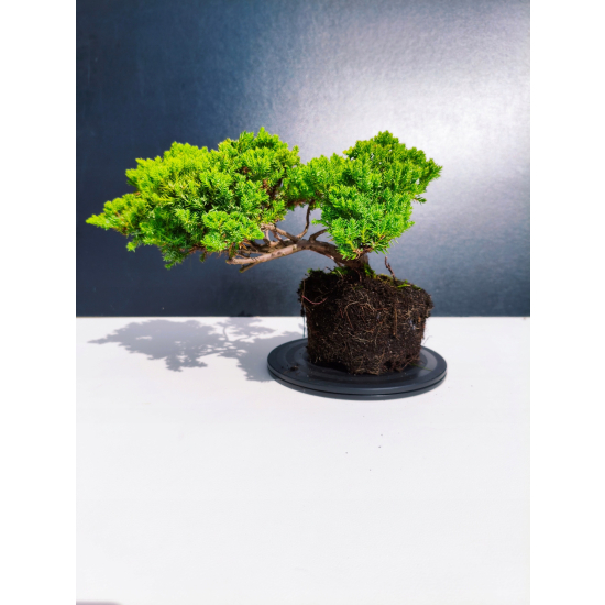 Żywe Drzewko Bonsai Jałowiec Rozesłany Procumbens 11-letni +GRATIS 426