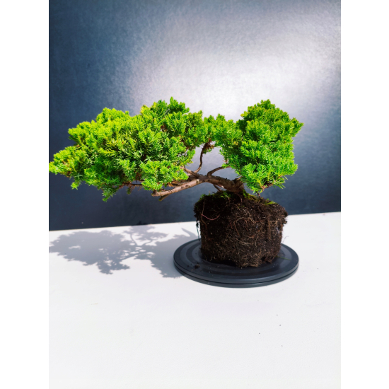 Żywe Drzewko Bonsai Jałowiec Rozesłany Procumbens 11-letni +GRATIS 426