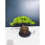 Żywe Drzewko Bonsai Jałowiec Rozesłany Procumbens 11-letni +GRATIS 445