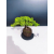 Żywe Drzewko Bonsai Jałowiec Rozesłany Procumbens 11-letni +GRATIS 445