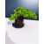 Żywe Drzewko Bonsai Jałowiec Rozesłany Procumbens 11-letni +GRATIS 445