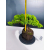 Żywe Drzewko Bonsai Jałowiec Rozesłany Procumbens 11-letni +GRATIS 445