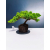 Żywe Drzewko Bonsai Jałowiec Rozesłany Procumbens 11-letni +GRATIS 445