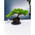 Żywe Drzewko Bonsai Jałowiec Rozesłany Procumbens 11-letni +GRATIS 445