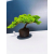 Żywe Drzewko Bonsai Jałowiec Rozesłany Procumbens 11-letni +GRATIS 445