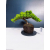 Żywe Drzewko Bonsai Jałowiec Rozesłany Procumbens 11-letni +GRATIS 445