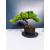 Żywe Drzewko Bonsai Jałowiec Rozesłany Procumbens 11-letni +GRATIS 445