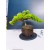 Żywe Drzewko Bonsai Jałowiec Rozesłany Procumbens 11-letni +GRATIS 445