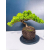 Żywe Drzewko Bonsai Jałowiec Rozesłany Procumbens 11-letni +GRATIS 445