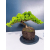 Żywe Drzewko Bonsai Jałowiec Rozesłany Procumbens 11-letni +GRATIS 445