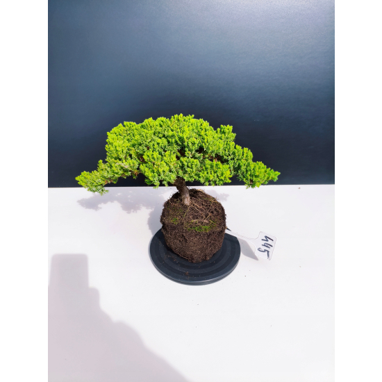 Żywe Drzewko Bonsai Jałowiec Rozesłany Procumbens 11-letni +GRATIS 445